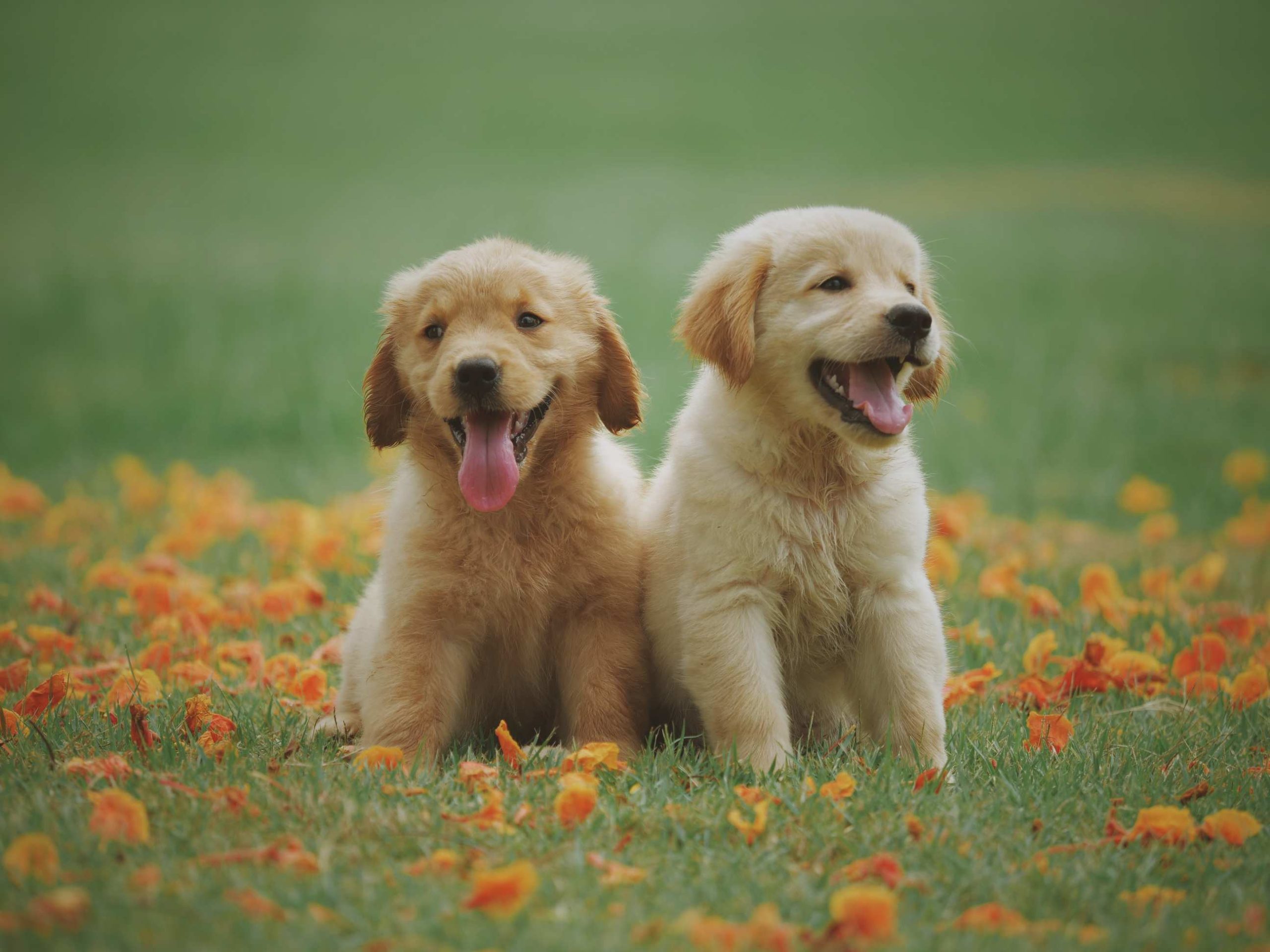 Dogs Trust support